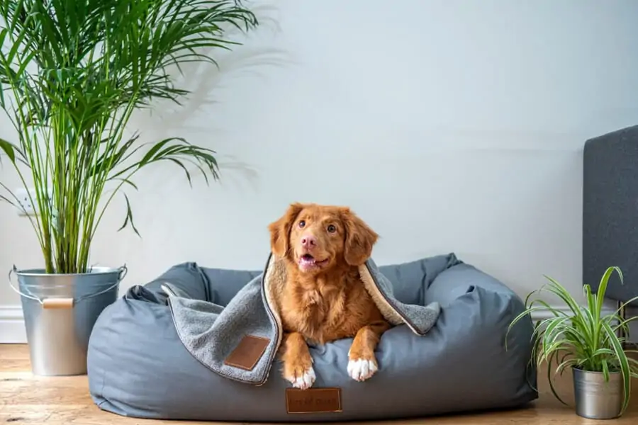 Choosing the Perfect Bed for Your Pet